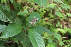 Chassalia curviflora var. ophioxyloides